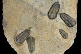 Plate Of Nine Sokhretia? Trilobites - Erfoud, Morocco #130412-2